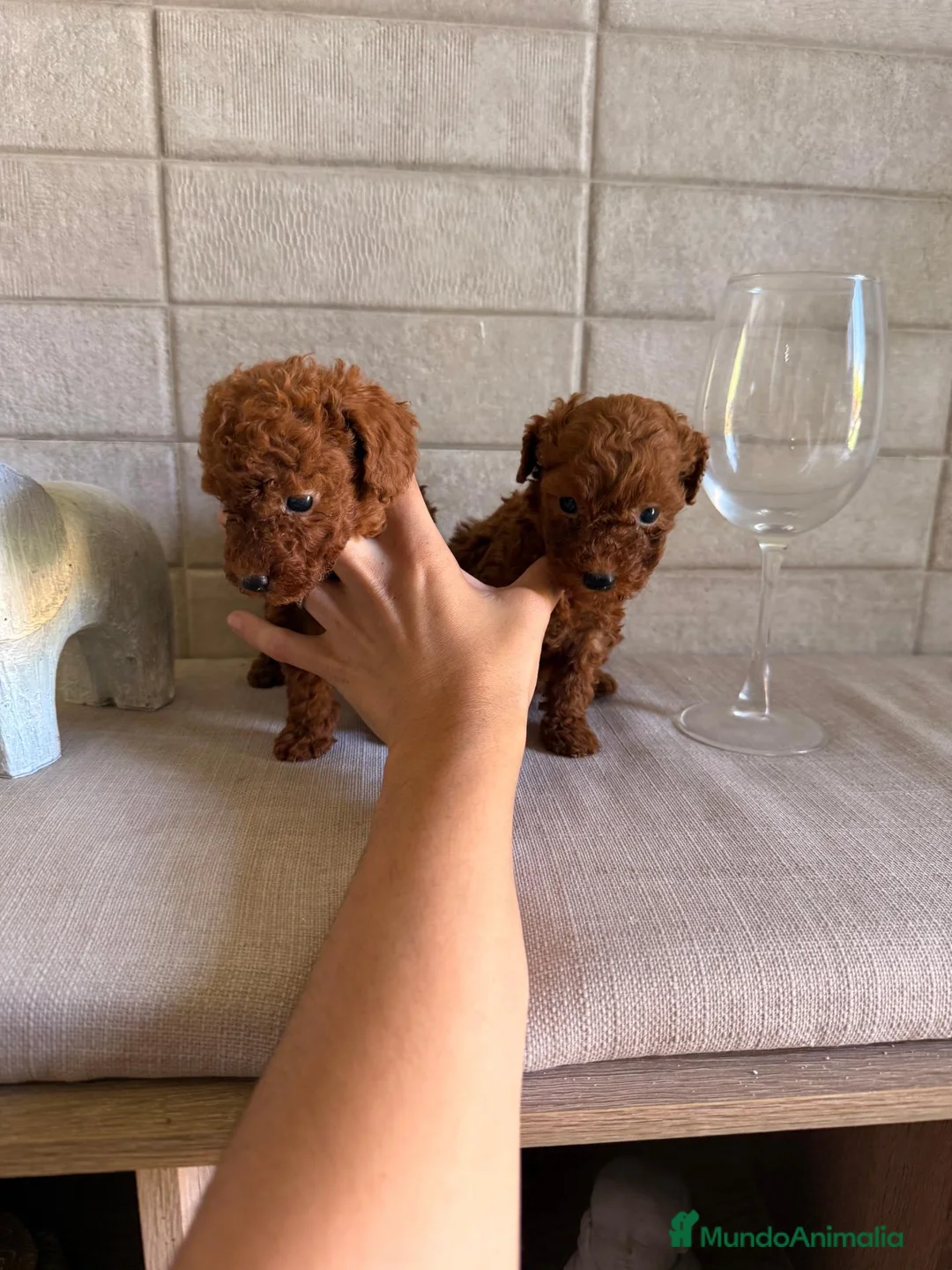 Caniche Toy perros en venta: caniche toy  - Anuncio 2