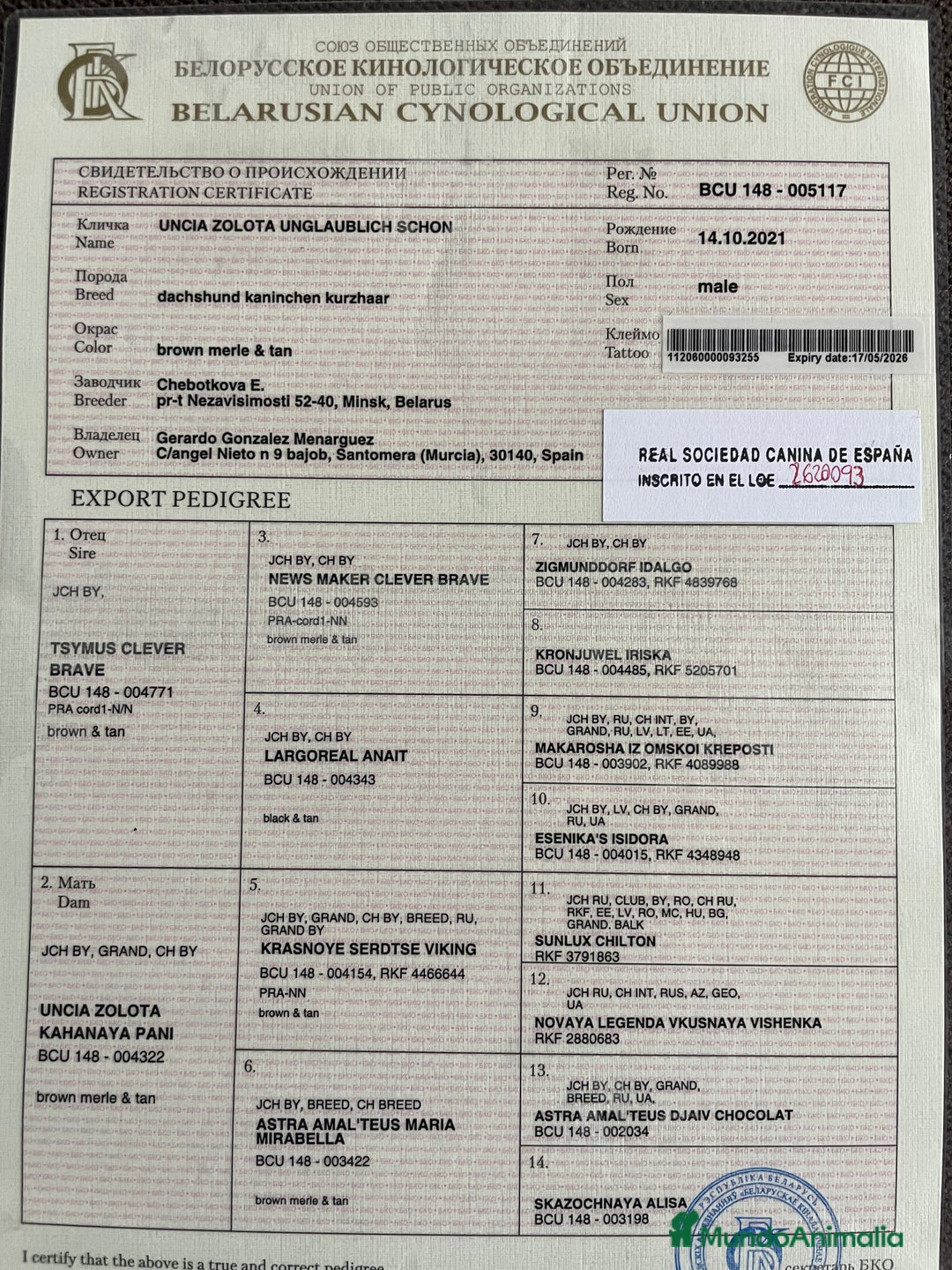 Teckel perros para monta: Teckel arlequín para montas - Anuncio 5