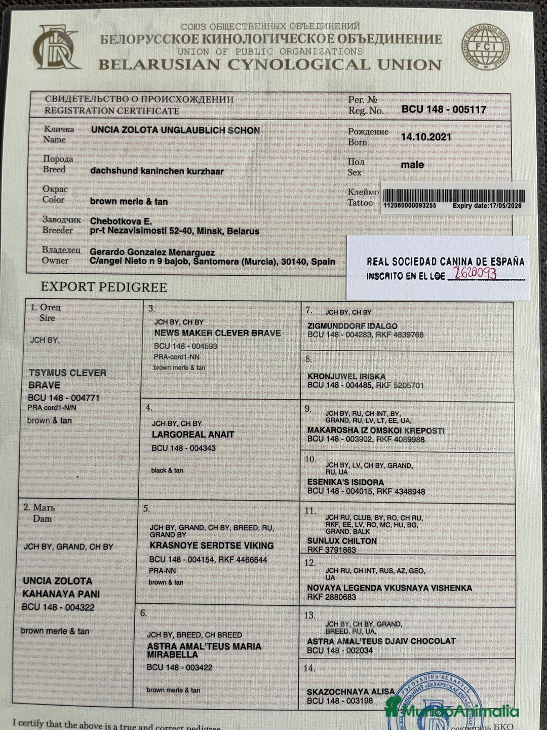 Teckel perros para monta: Teckel arlequín para montas - Anuncio 5