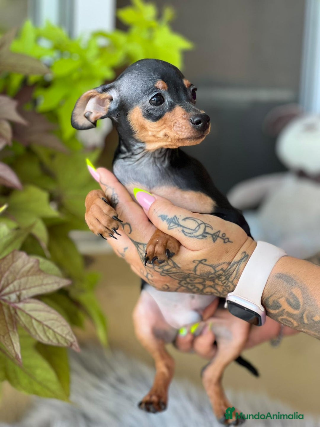 Ratón de Praga perros en venta: Raton de praga  - Imagen 2