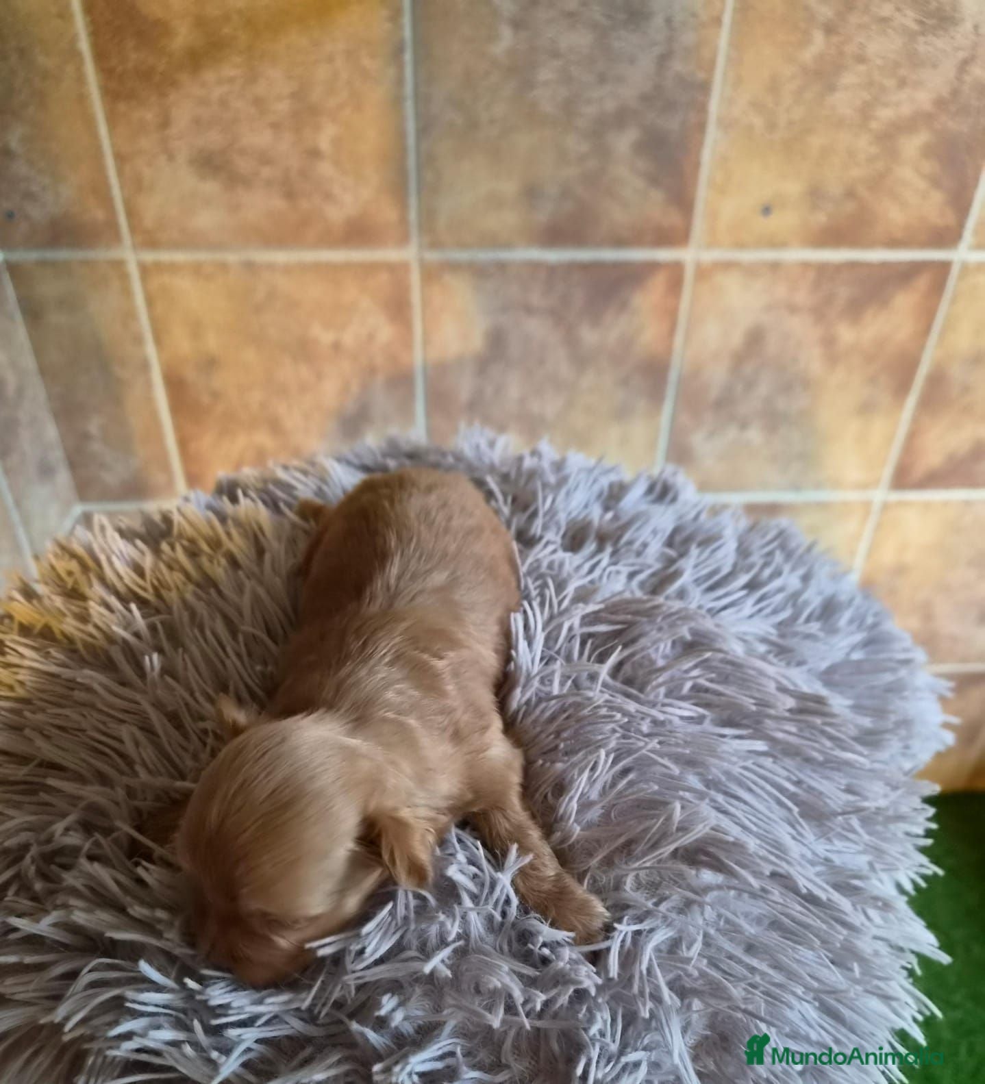 Maltipoo perros Maltipoo  - Anuncio 4