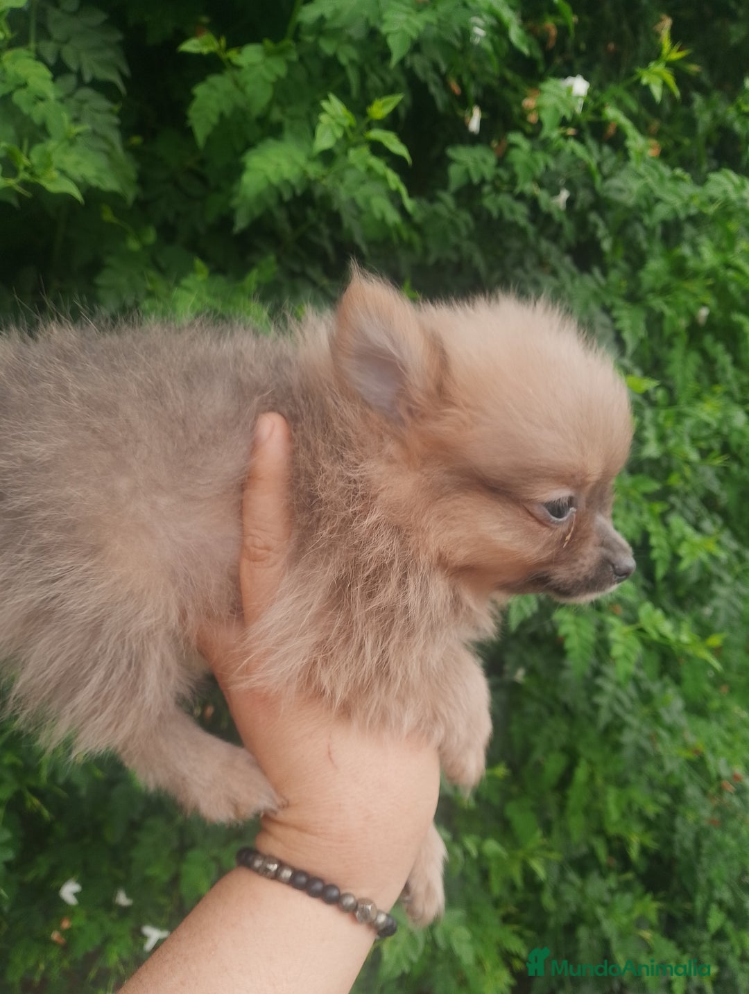 Pomchi perros en venta: Última hembra de pomchi blue fraw  - Imagen 4
