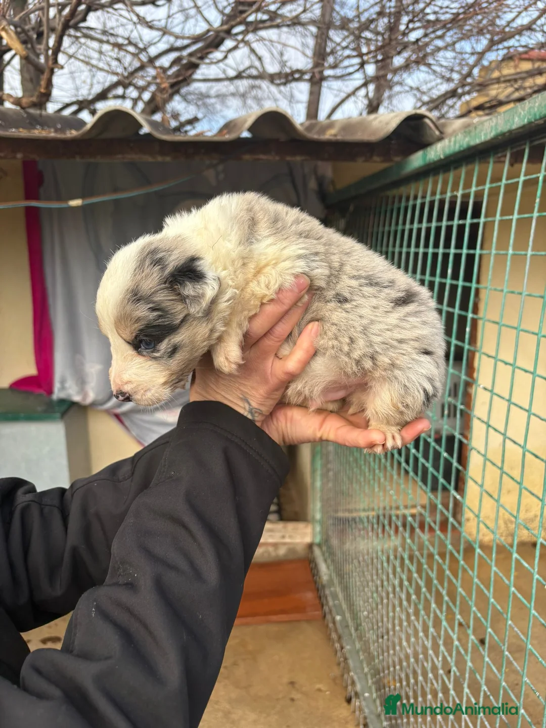 Border Collie perros en venta: Cachorro macho border collie merle  - Anuncio 1