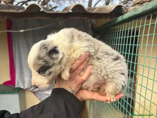 Border Collie perros Cachorro macho border collie merle - Anuncio 15