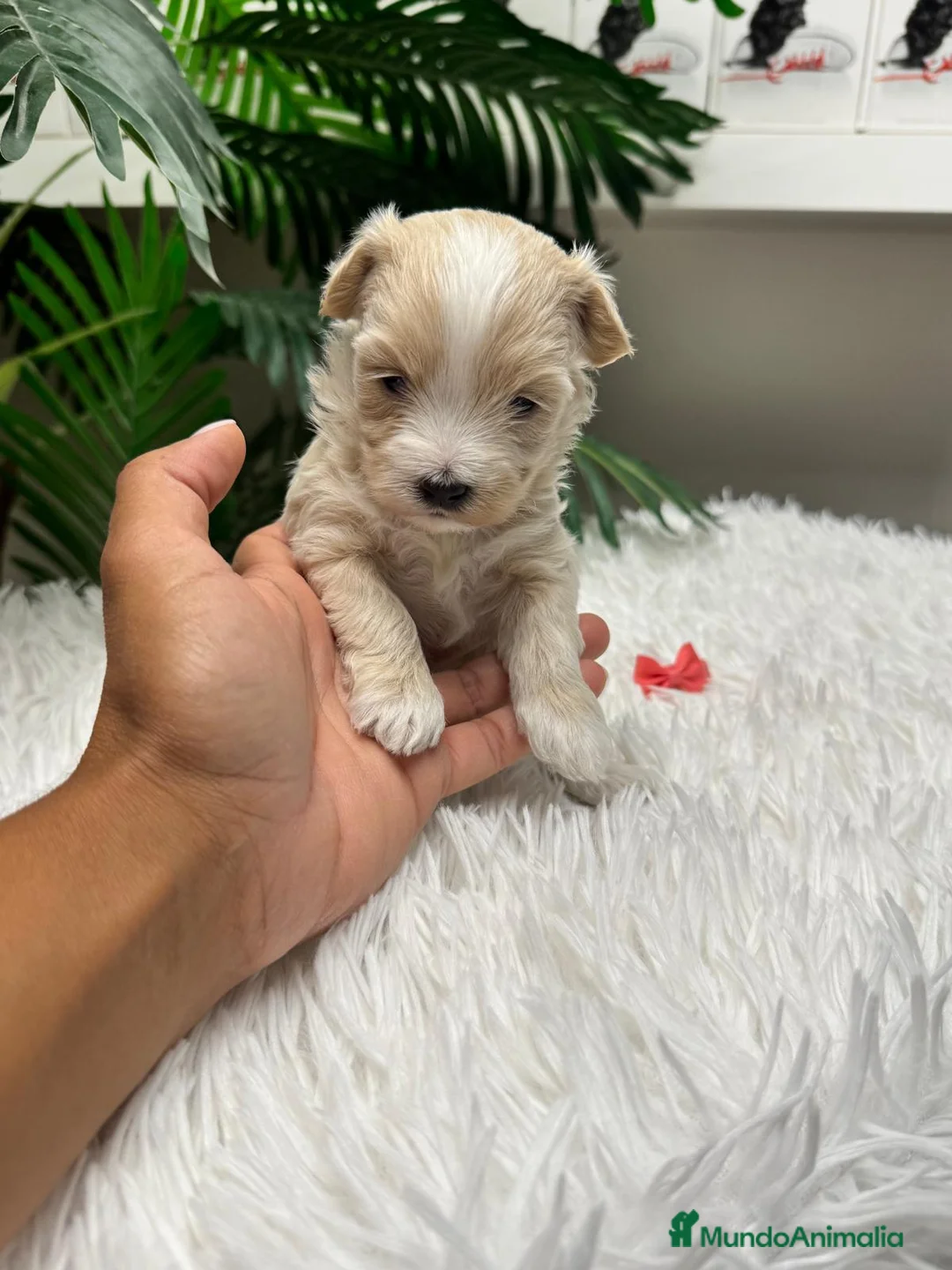 Maltipoo perros en venta: 🎀 MALTIPOO 🎀 - Anuncio 2