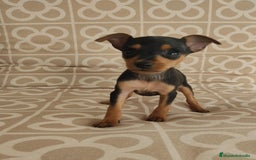 Ratón de Praga perros en venta: Hembra ratón de praga  - Imagen 3