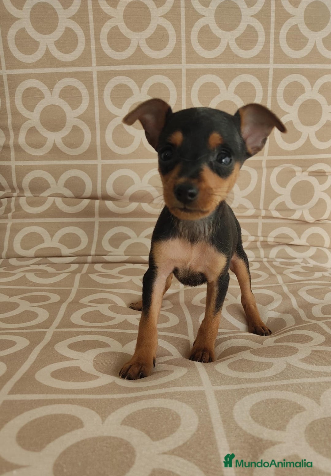 Ratón de Praga perros en venta: Hembra ratón de praga  - Imagen 3