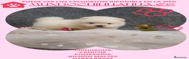 Pomerania Cachorro 9