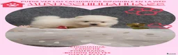 Pomerania perros en venta: IMPRECIOSNATES CACHORRITOS DE POMERANIAS   - Anuncio 6