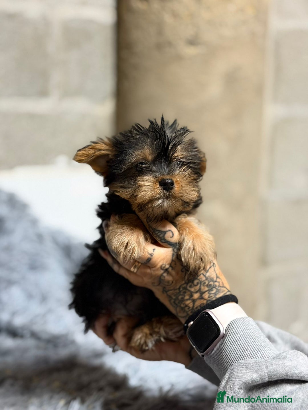 Yorkshire Terrier perros en venta: YORKSHIRE TERRIER MACHO - Anuncio 4