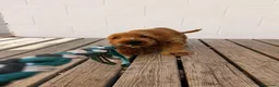 Cocker Spaniel Inglés perros en venta: Cocker Spaniel inglés en Caraby  - Anuncio 5