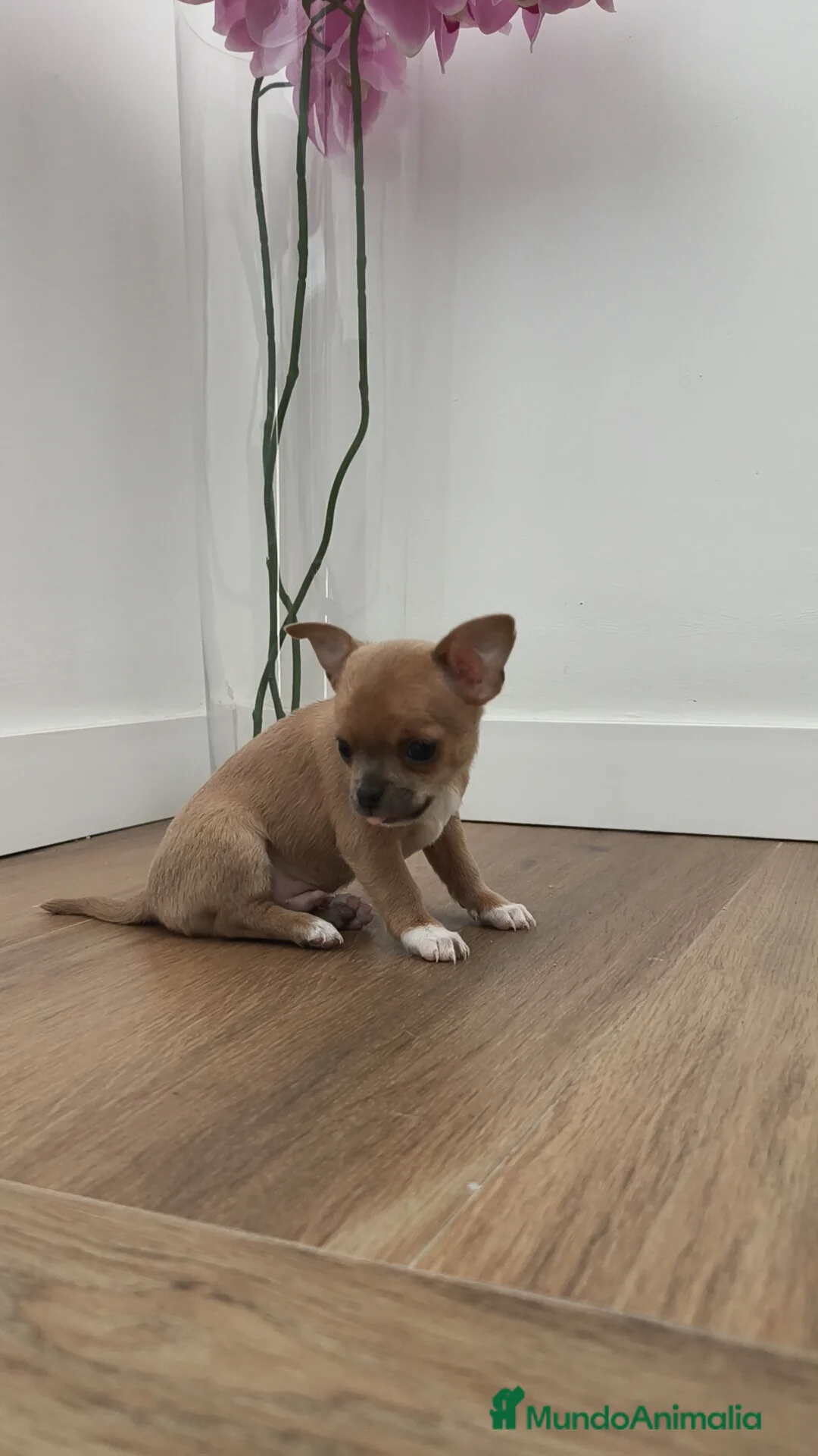 Chihuahua perros en venta: Chihuahua Toy ♂️ - Anuncio 9