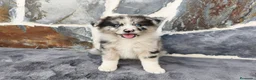 Raza Mixta perros en venta: BORDERPOM (POMERANIA + BORDER COLLIE) - Anuncio 2