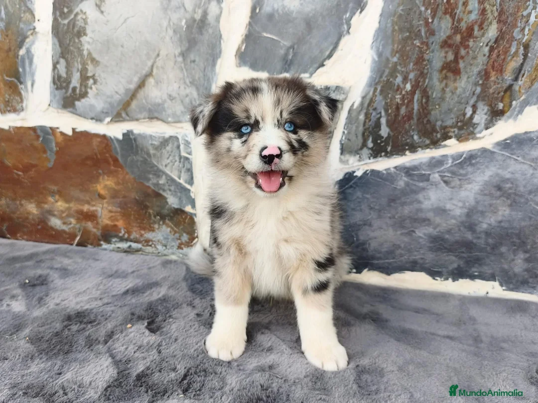 Raza Mixta perros en venta: BORDERPOM (POMERANIA + BORDER COLLIE) - Anuncio 2