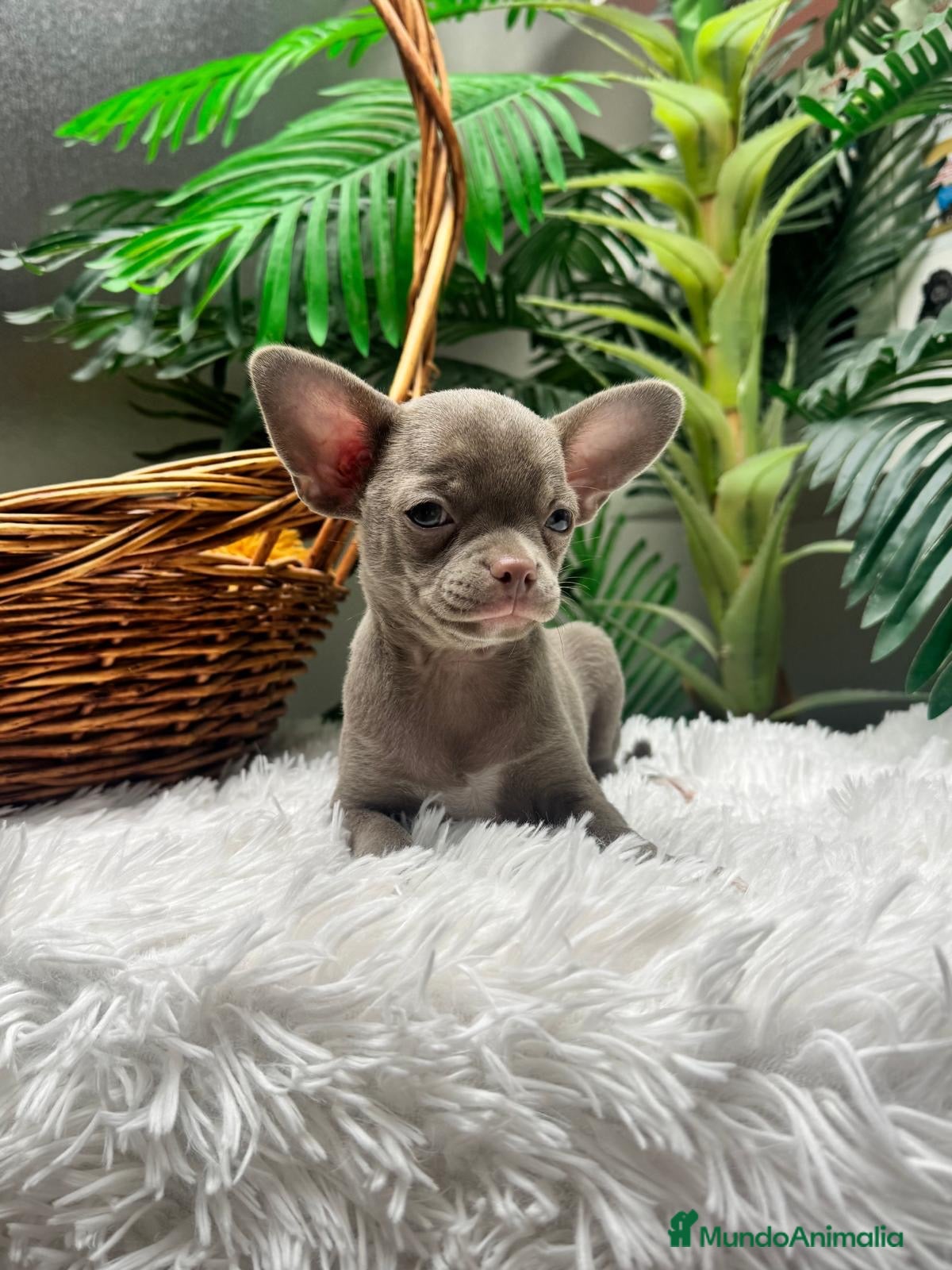 Chihuahua perros 💜 CHIHUAHUA MACHO LILAC – UN COLOR QUE ENAMORA 💜 - Anuncio 1