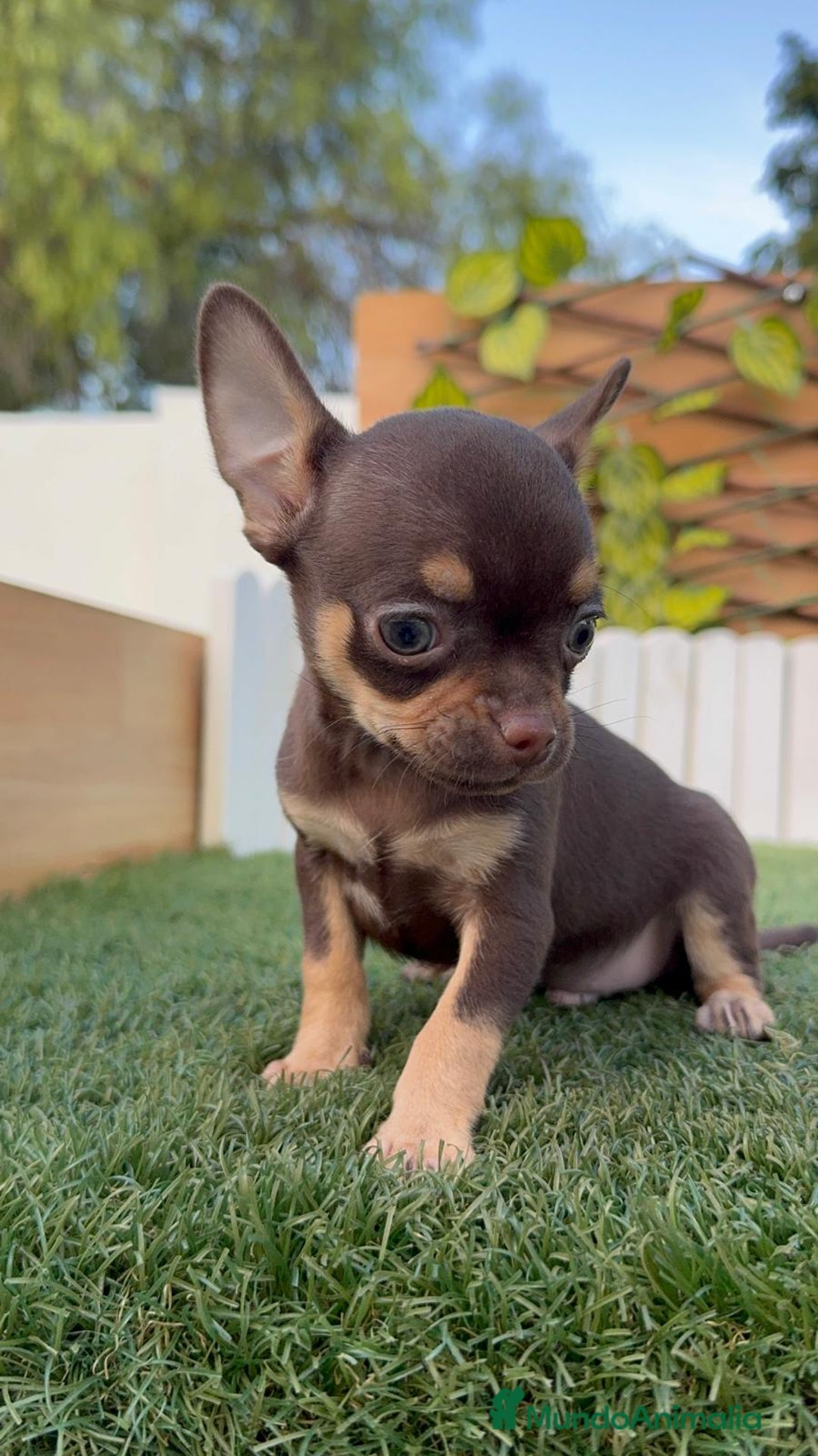 Chihuahua perros en venta: CHIHUAHUA MACHO - Imagen 25