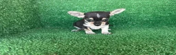 Chihuahua perros en venta: chihuahua - Anuncio 9