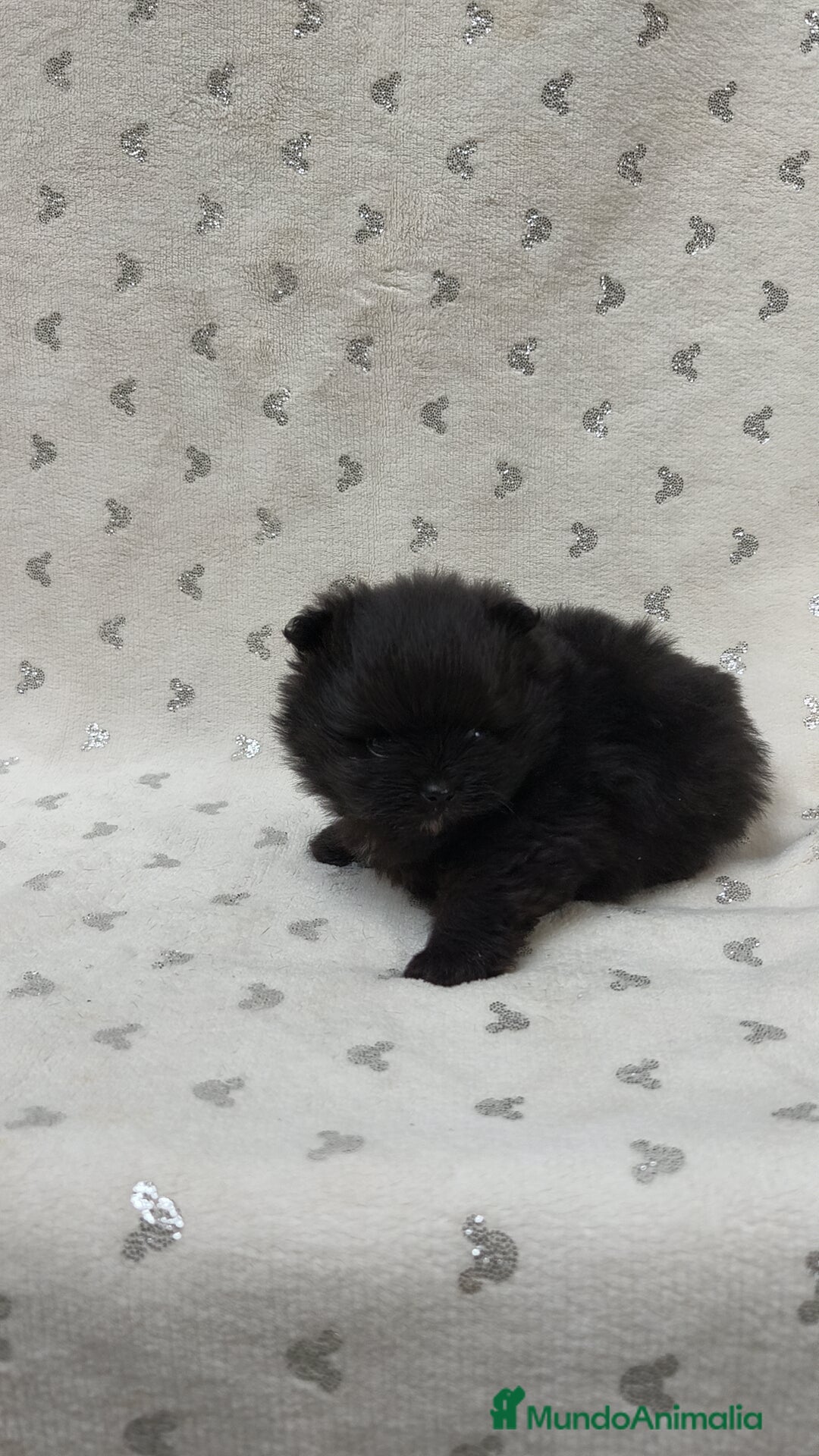 Pomerania perros en venta: Lulú Pomerania hembra  - Anuncio 3