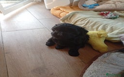Raza Mixta perros en venta: Bichón habanero bichón maltes toys - Imagen 6