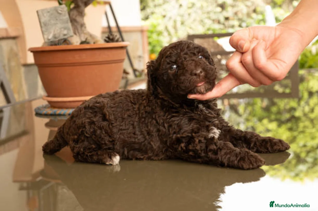 Perro de Agua Español perros en venta: Perro de agua  - Anuncio 2