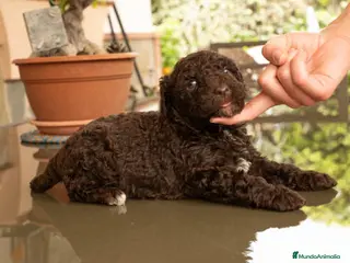 Perro de Agua Español perros Perro de agua - Anuncio 1