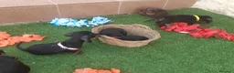 Teckel perros en venta: TECKEL MINIATURA NEGRO FUEGO  - Anuncio 2