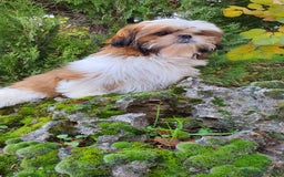 Shih Tzu perros en venta: Shih Tzu Macho 5 meses disponible  - Imagen 4