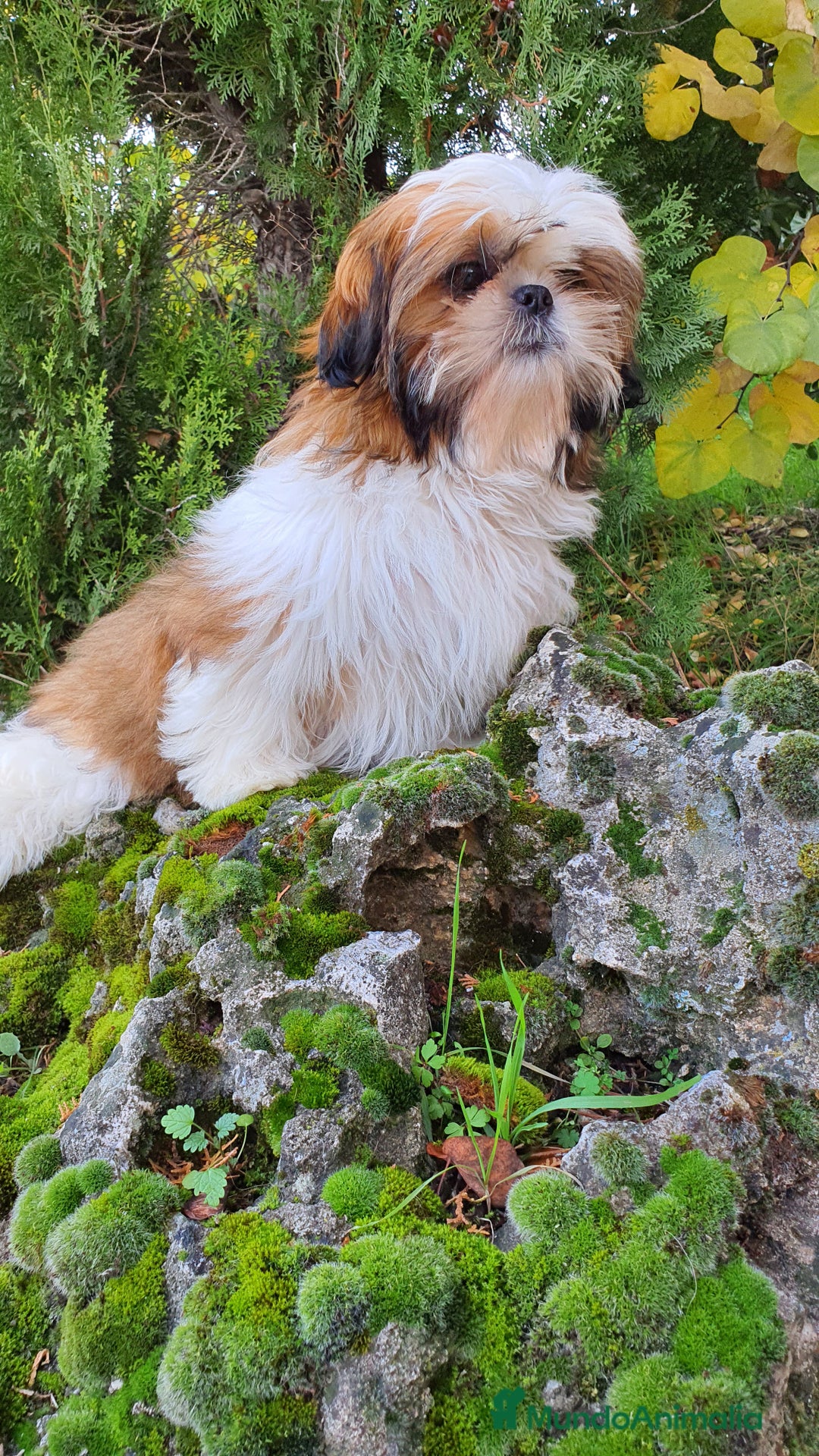 Shih Tzu perros en venta: Shih Tzu Macho 5 meses disponible  - Imagen 4