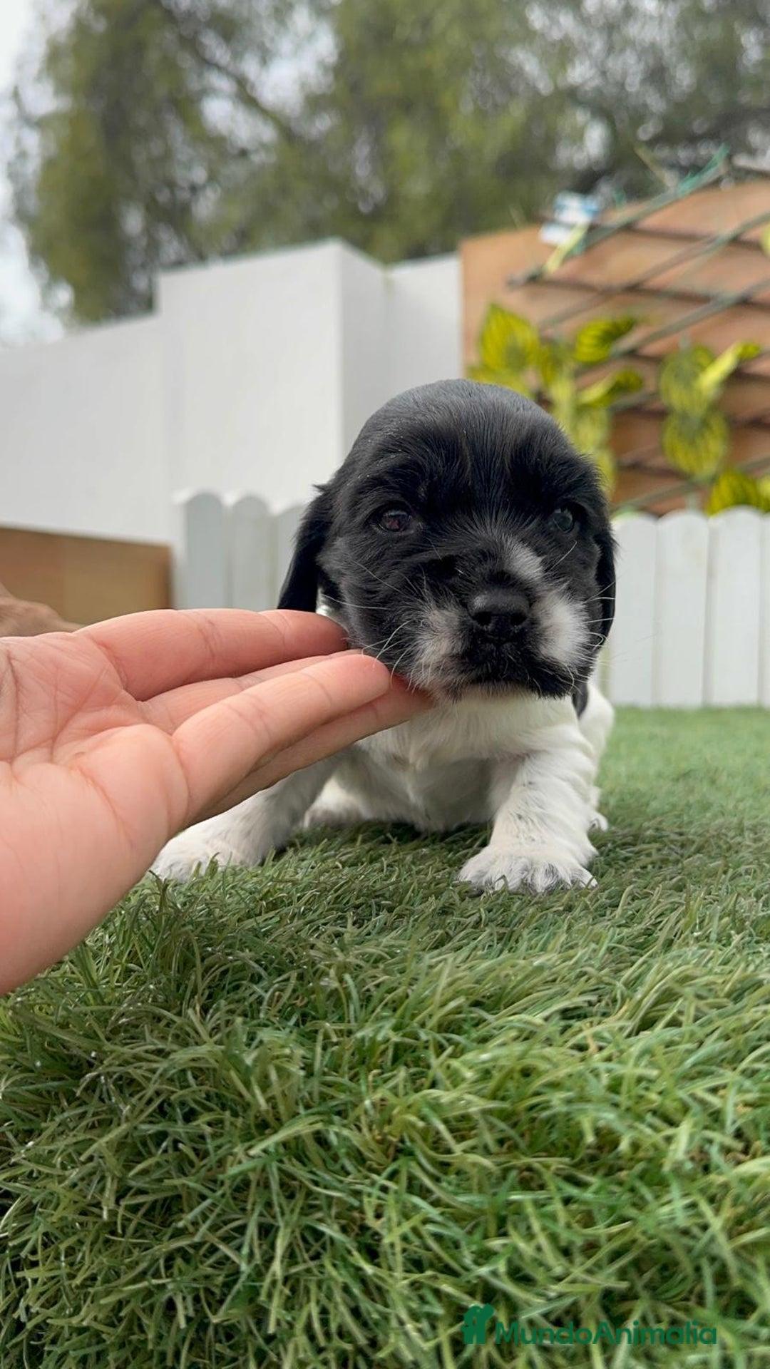 Cocker Spaniel Inglés perros en venta: COCKER SPANIEL INGLES - Anuncio 6