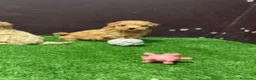 Caniche Enano perros en venta: CANICHE - Anuncio 1