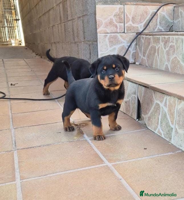 Rottweiler perros Rottweiler  - Anuncio 2