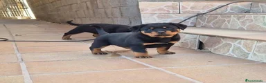 Rottweiler Cachorro 4