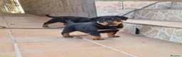 Rottweiler perros en venta: Rottweiler  - Anuncio 2
