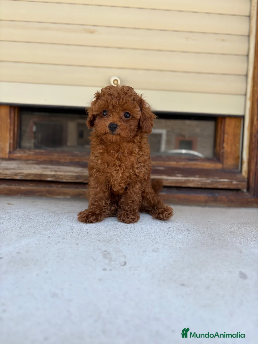 Caniche Toy perros en venta: Caniche Toy  - Anuncio 1