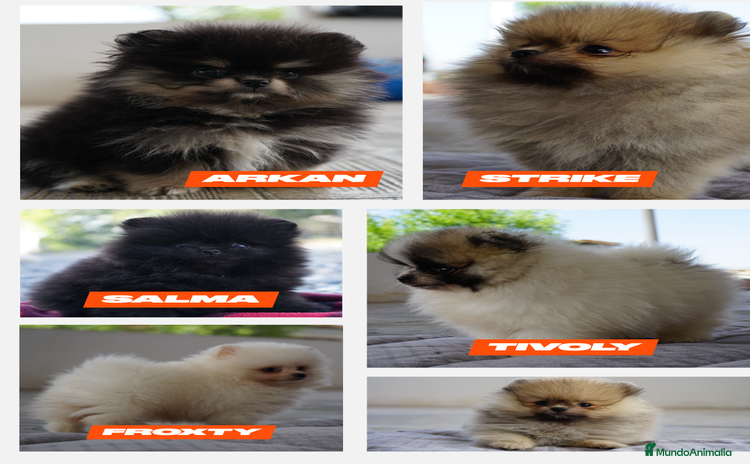 Pomerania perros - Propaganda 1