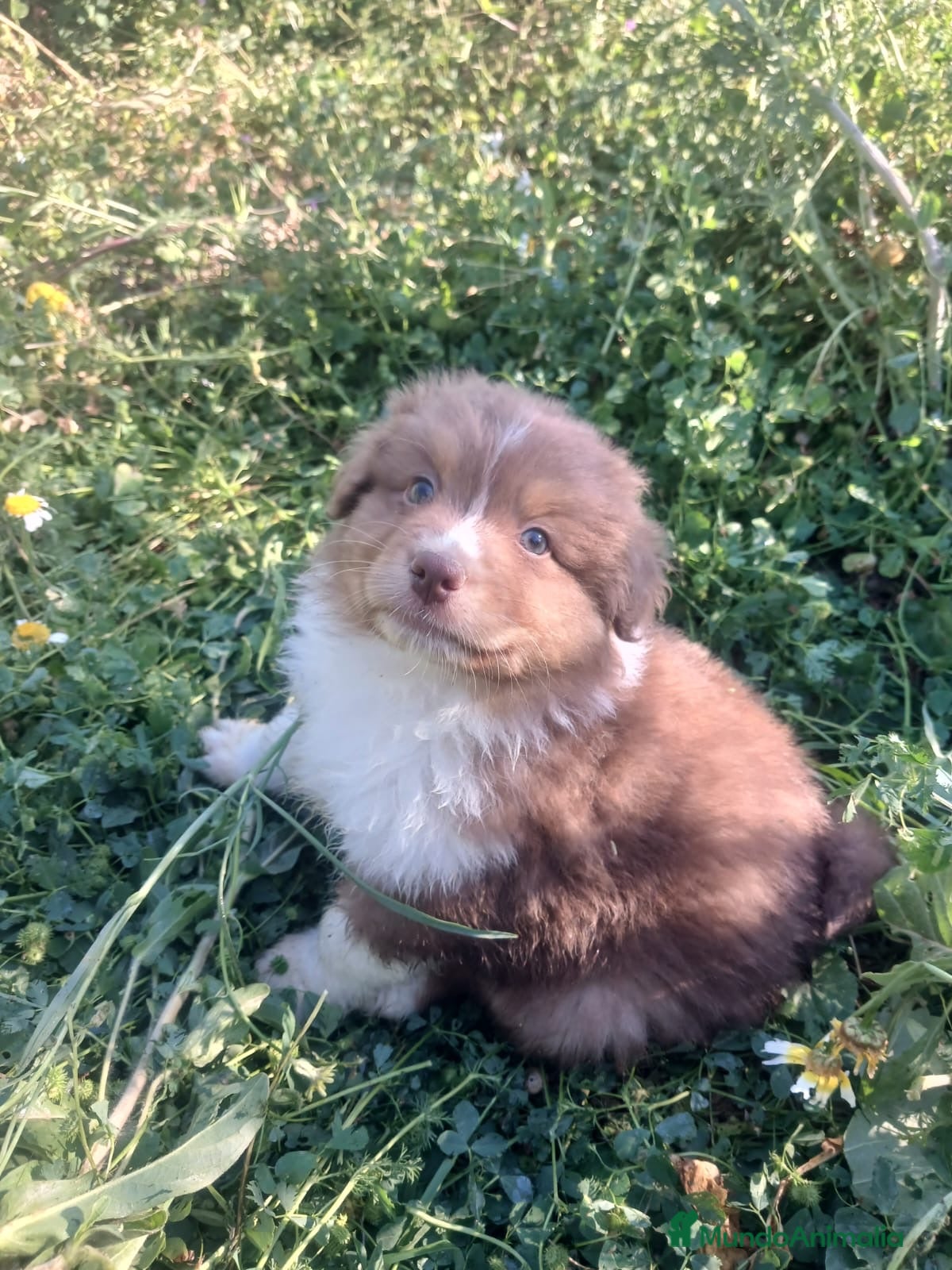 Pastor Australiano perros CACHORRO PASTOR AUSTRALIANO  - Anuncio 1