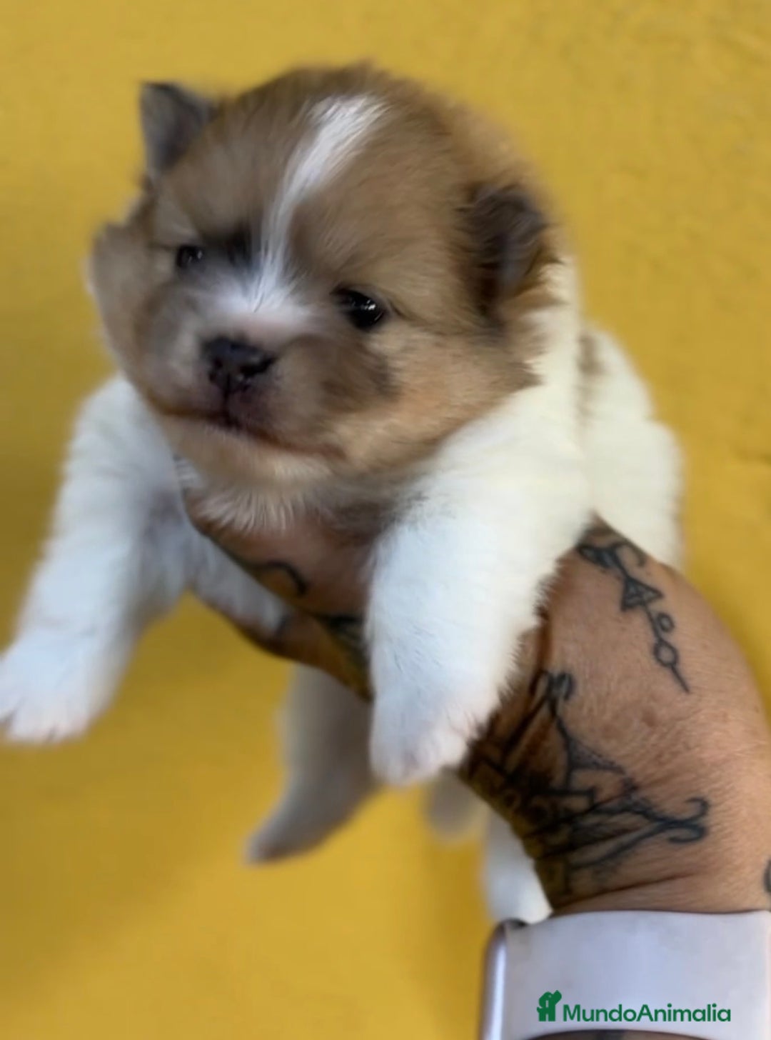 Pomerania perros en venta: Pomerania partycolor - Imagen 3