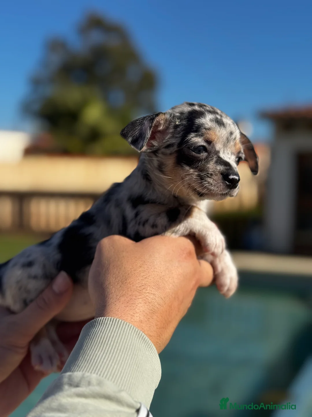 Chihuahua perros en venta: Chihuahuas  en Illes Balears - Anuncio 4