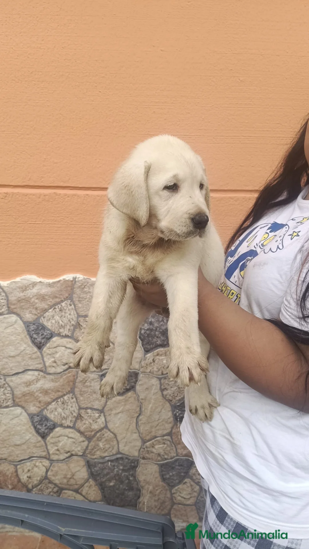 Labrador Retriever perros en venta: Cachorros labrador retriever🐶🐾🔥 en Cádiz - Anuncio 2