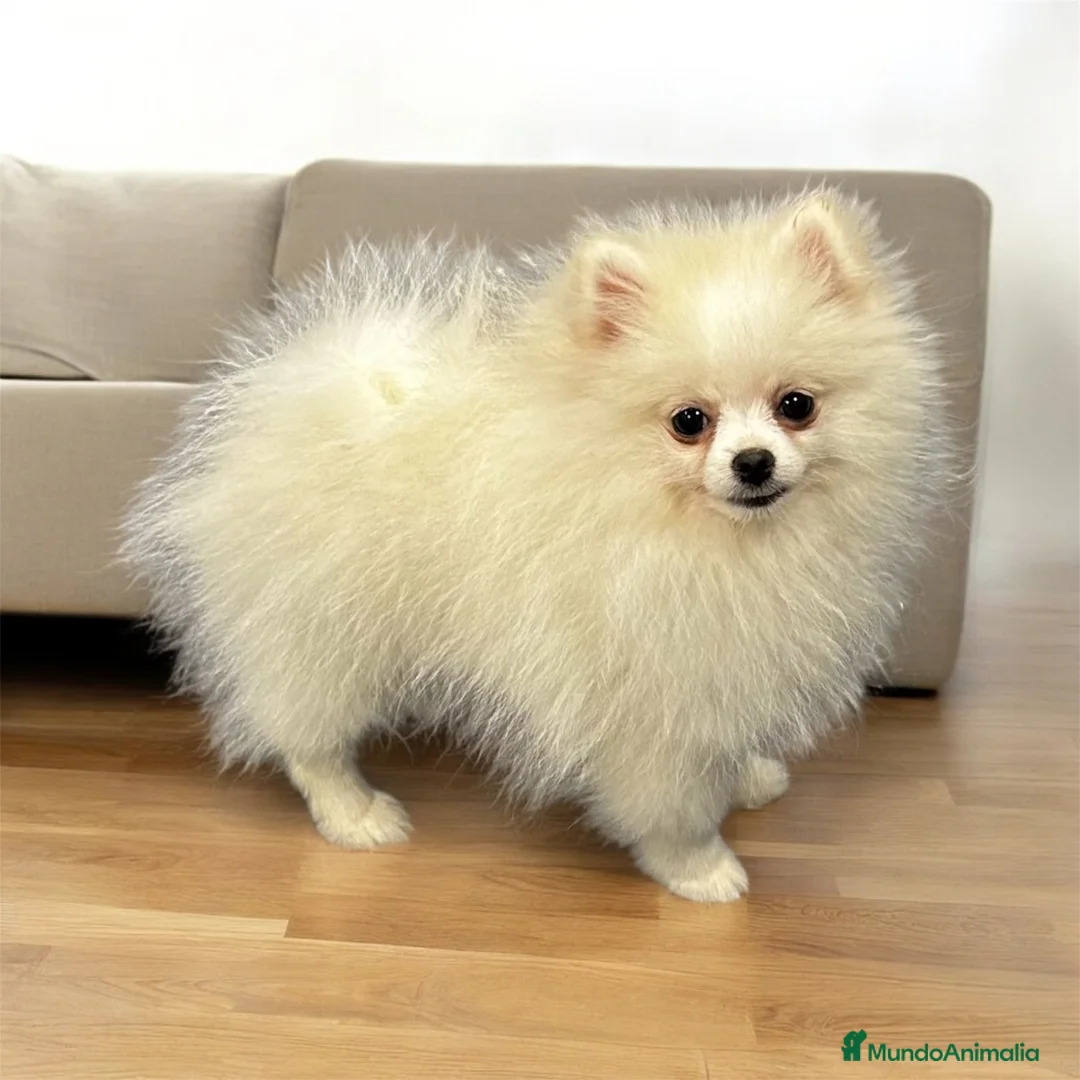 Pomerania perros en venta: Espectacular Hembrita Pomerania Color Sable - Anuncio 2