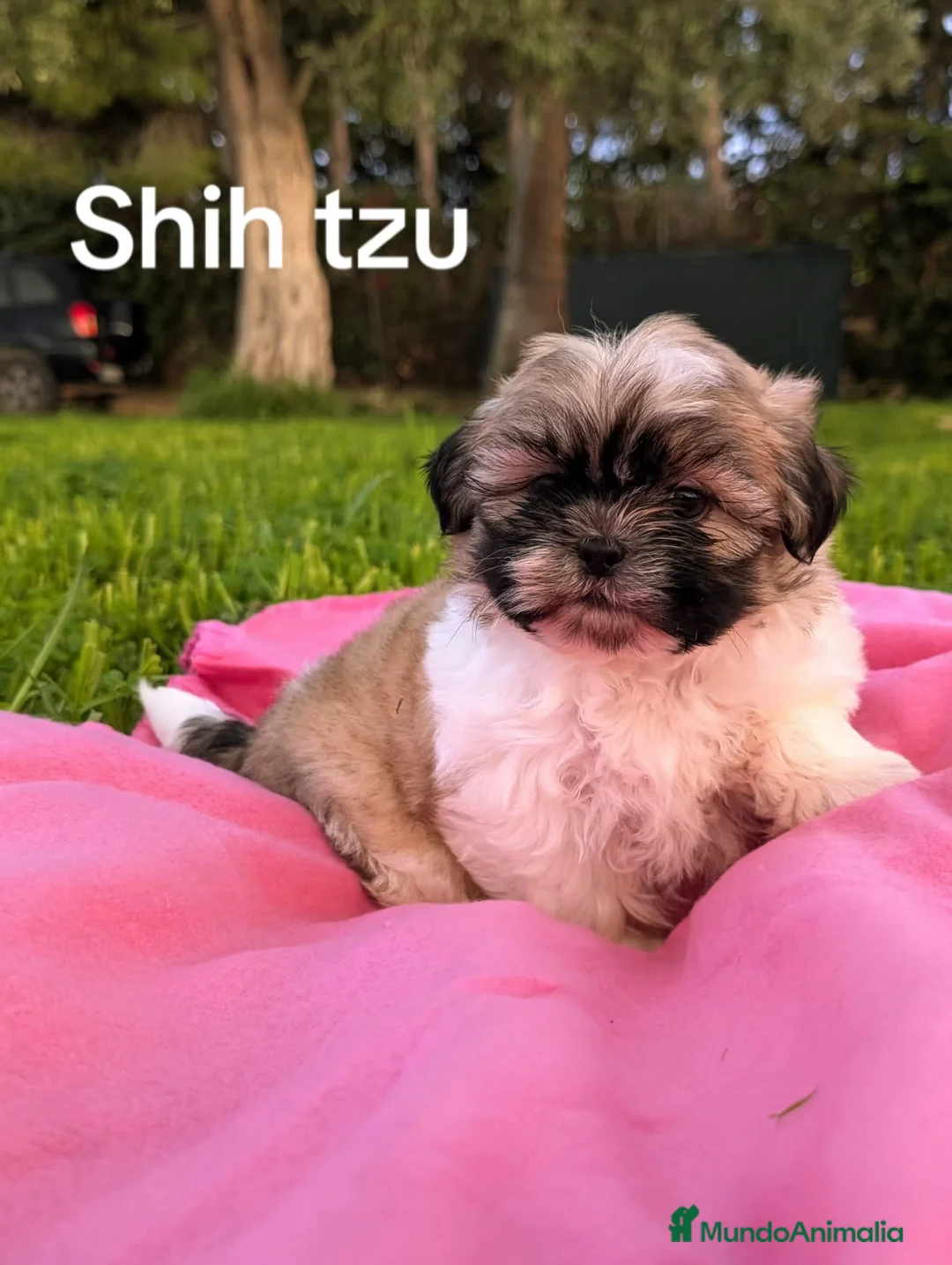 Shih Tzu perros en venta: Shih tzu - Anuncio 1