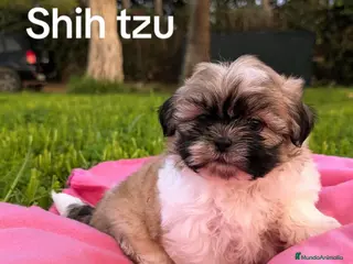Shih Tzu perros Shih tzu - Anuncio 4
