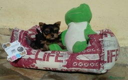Yorkshire Terrier perros en venta: Yorkshire - Imagen 2