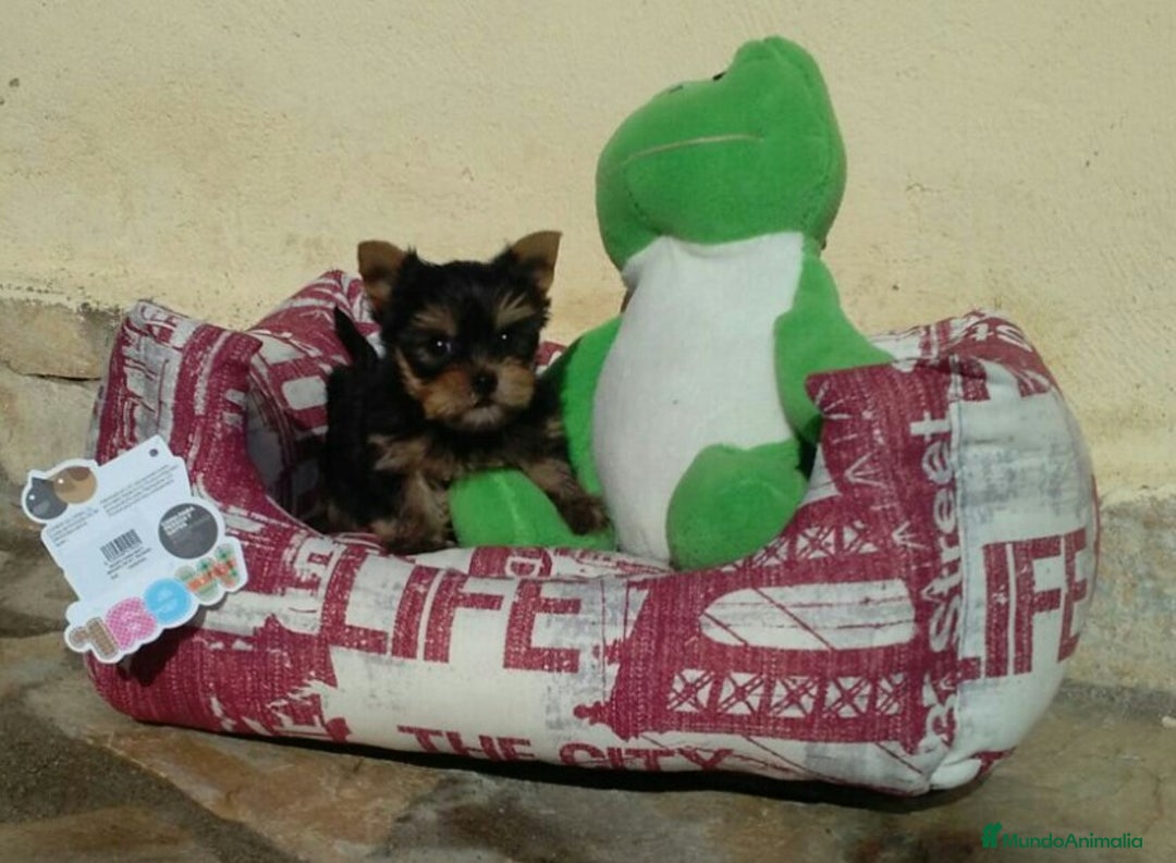 Yorkshire Terrier perros en venta: Yorkshire - Imagen 2
