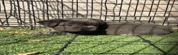 Bulldog Francés perros en venta: Cachorro fuffly  - Anuncio 7