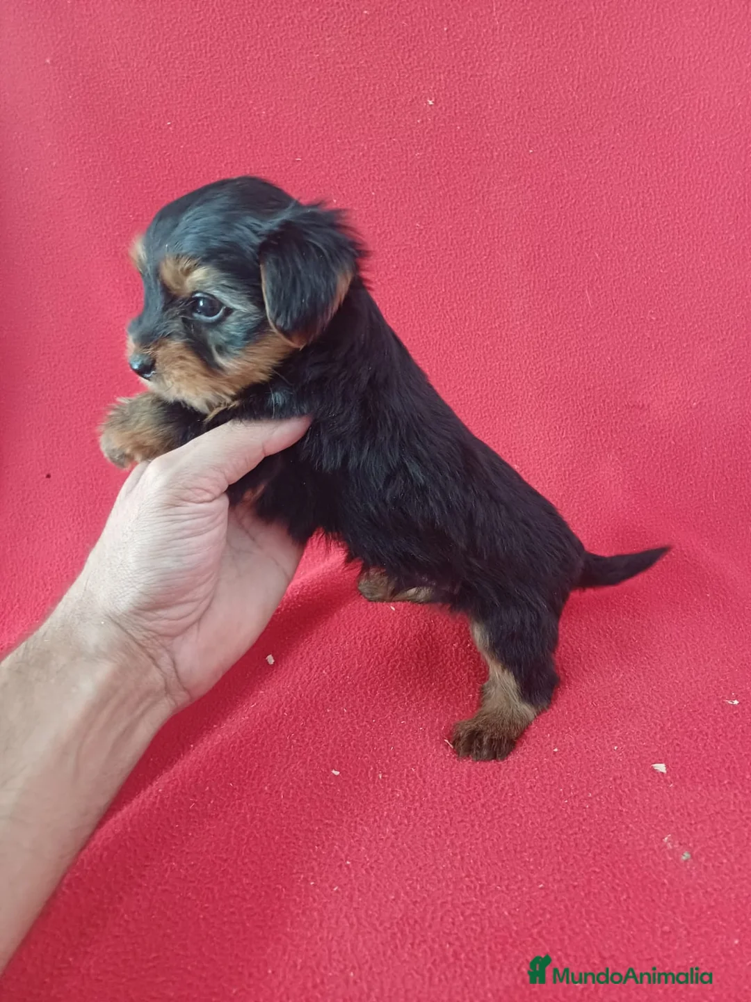Yorkshire Terrier perros en venta: Yorkshire Terrier Standar  - Anuncio 2