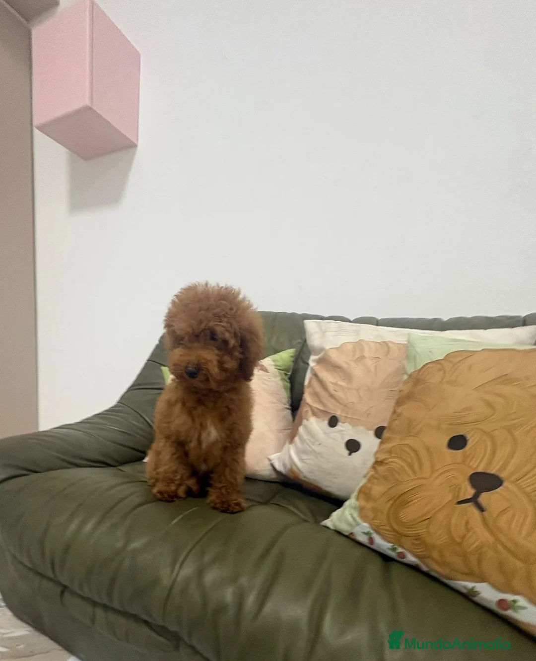 Caniche Enano perros en venta: CANICHE - Anuncio 2