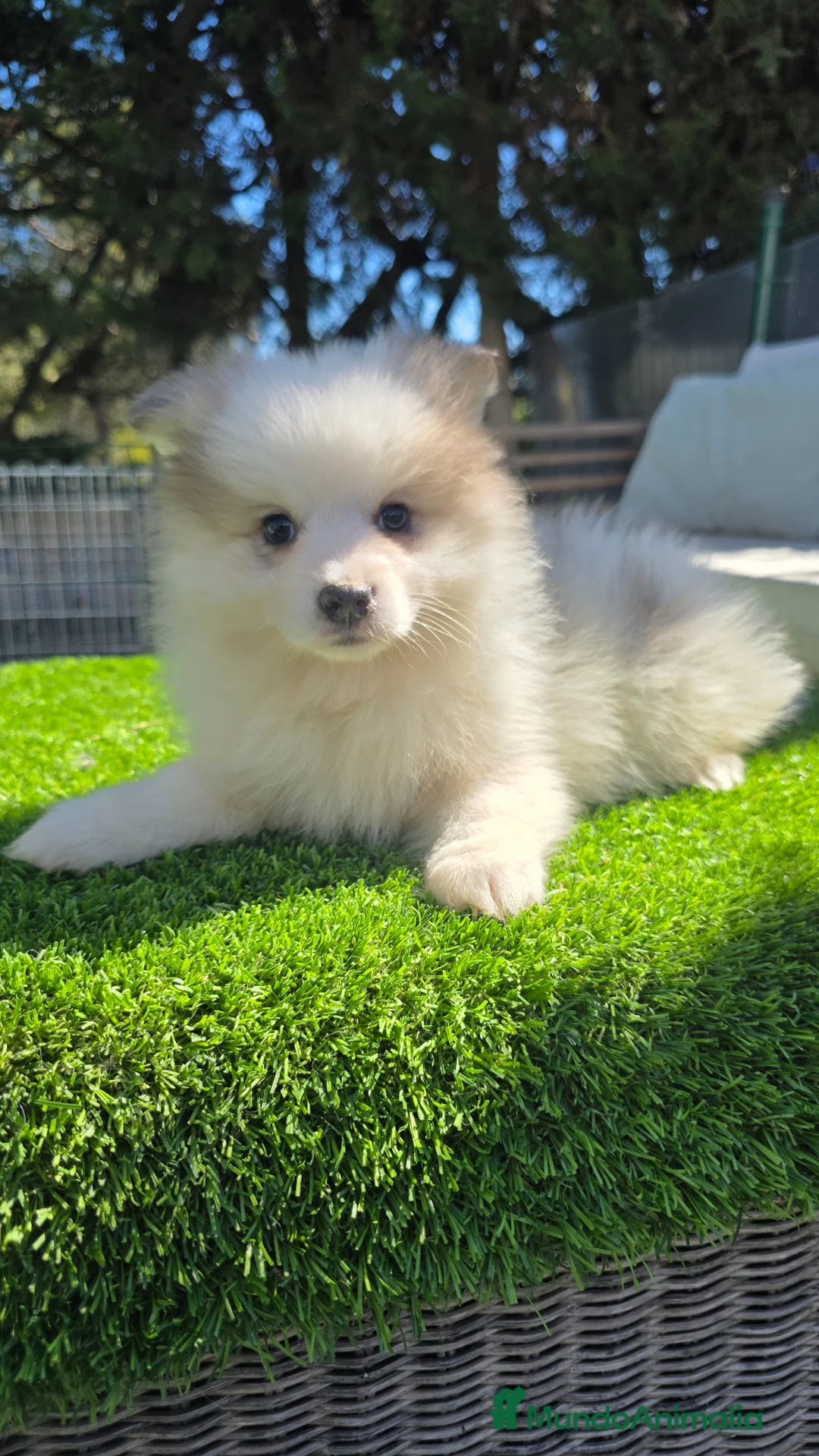 Pomsky perros en venta: Pomsky mini blue  - Anuncio 2