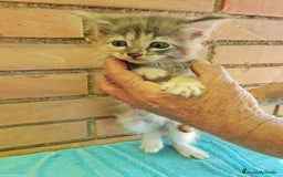 Maine Coon gatos en venta: Maine coon - Imagen 4