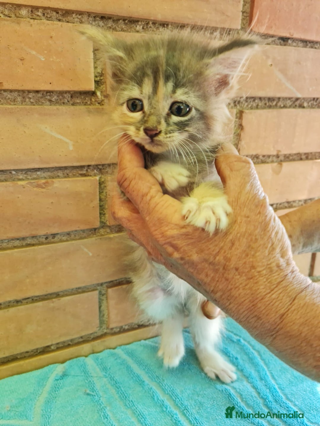 Maine Coon gatos en venta: Maine coon - Imagen 4